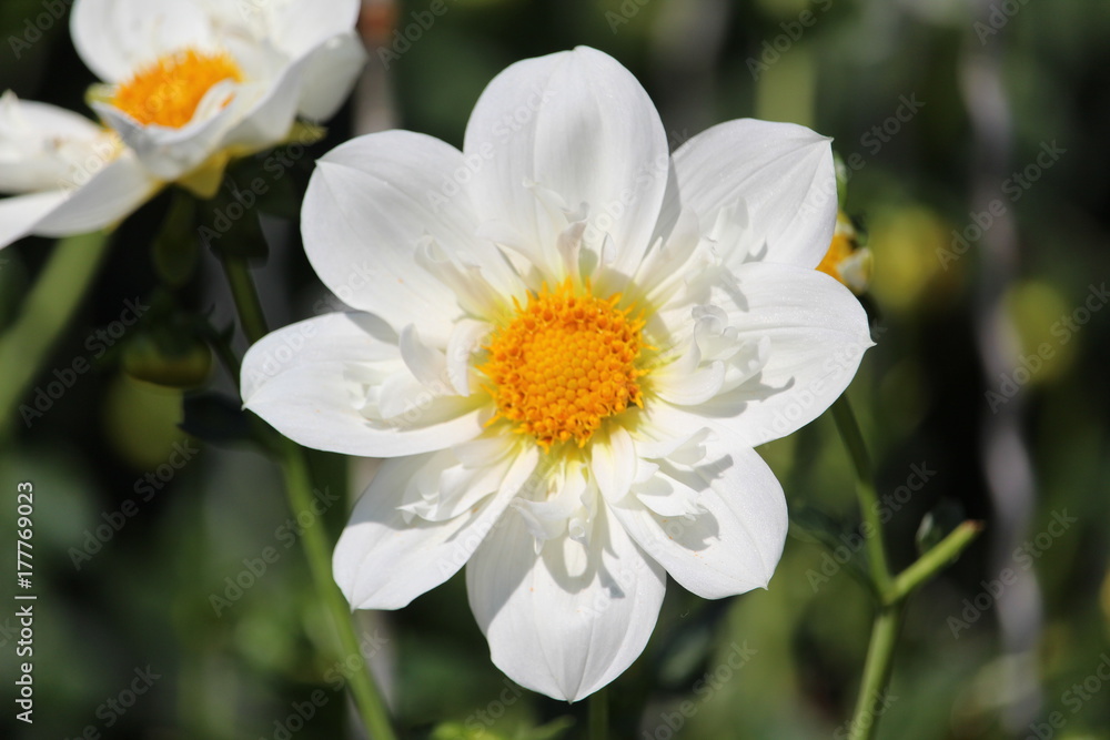 Blüte Blüte