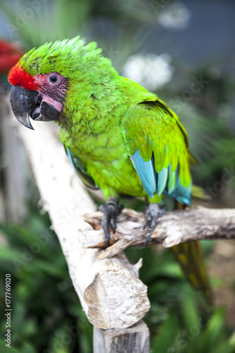 Big parrot macaw. A big bird in bright green lights.