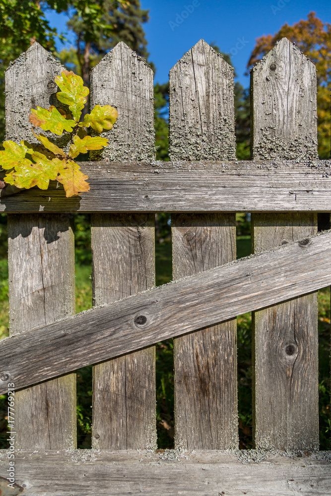 Fototapeta premium Oak Tree Leaves On Old Wooden Fence in Autumn