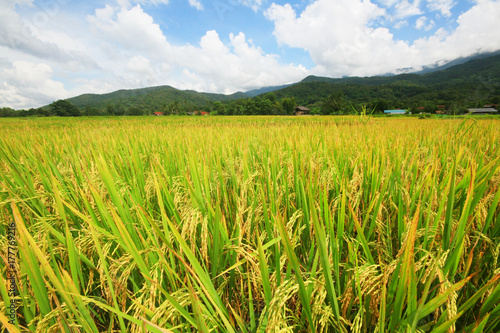 Rice field on terrace hillside in NAN  Thailand. natural landscape of rice farm. cultivation agriculture