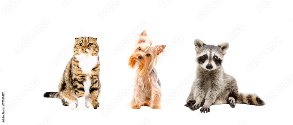 Cat, dog and raccoon sitting together, isolated on white background