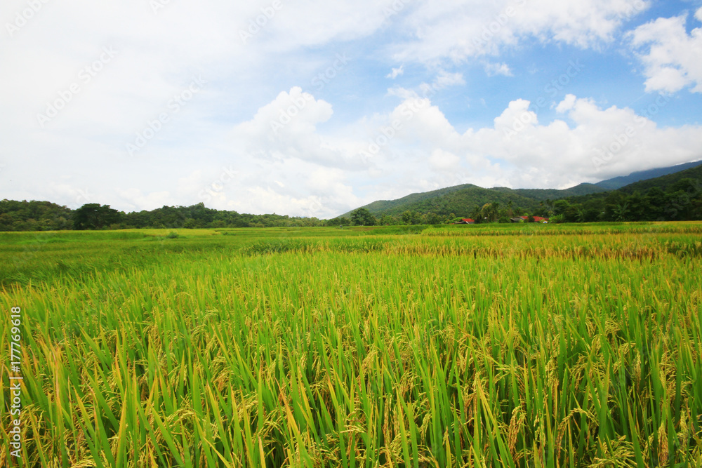 Rice field on terrace hillside in NAN, Thailand. natural landscape of rice farm. cultivation agriculture Rice field on terrace hillside in NAN, Thailand. natural landscape of rice farm. cultivation agriculture