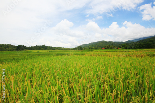Rice field on terrace hillside in NAN  Thailand. natural landscape of rice farm. cultivation agriculture