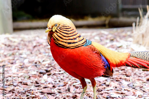 Golden Pheasant, Chrysolophus pictus (Phasianidae) photo