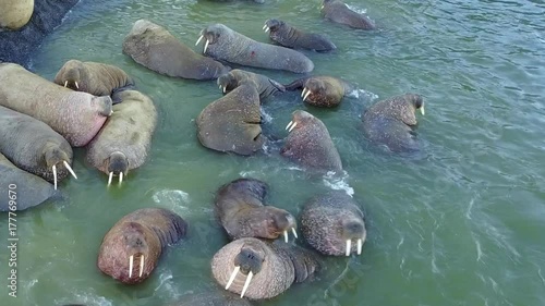 Group of walruses on coastand wter of Arctic Ocean aero view on New Earth. Wildlife. Ecotourism in wilderness of Russian North. Wild nature. Pinniped mammals in water. photo