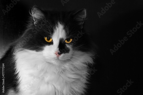A beautiful and fluffy pet cat. Large black and white, beautiful color