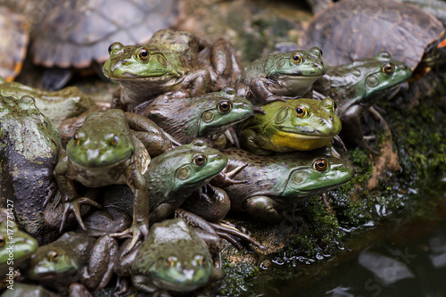 Frogs and turtles sitting together in a pond