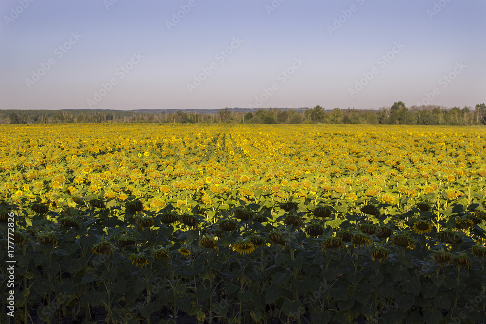Fototapeta premium a man in a yellow T-shirt makes a photo of a field of sunflowers at sunrise