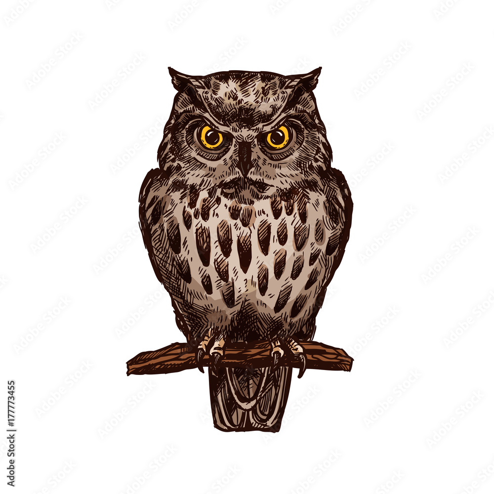 Naklejka premium Owl bird vector isolated sketch icon