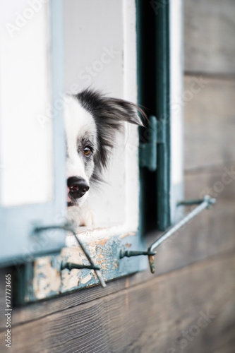 Hund sieht aus dem Fenster