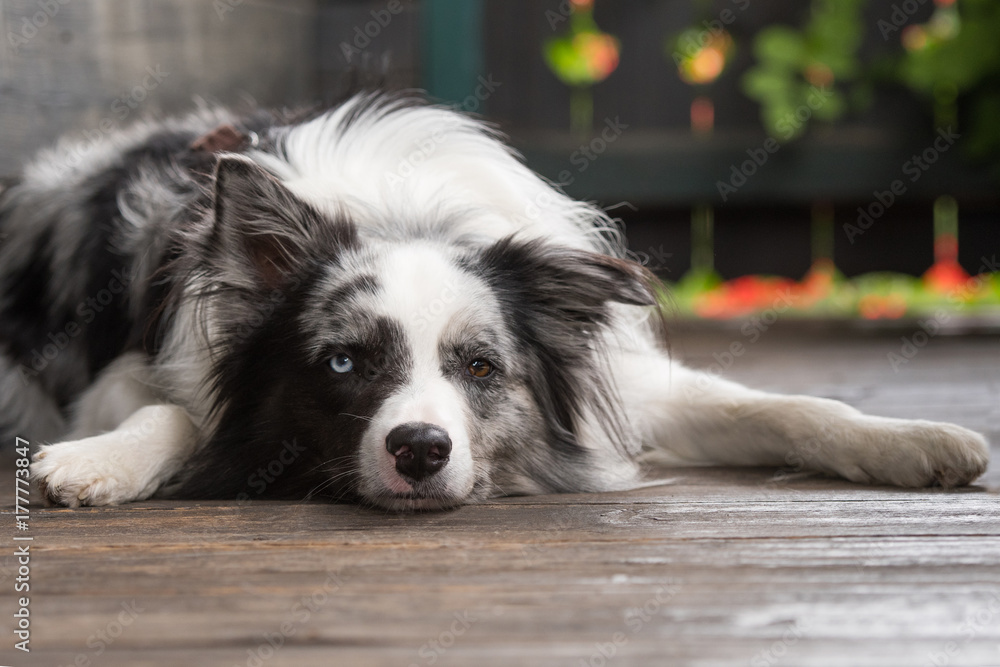 dårligt Luksus forudsætning Hund am Balkon Stock Photo | Adobe Stock