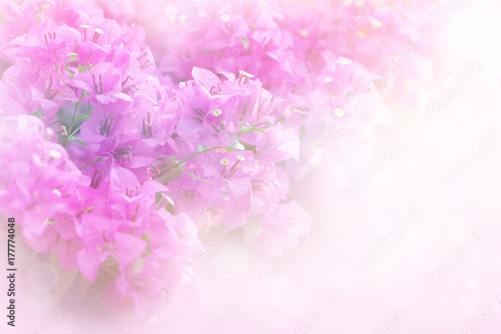 soft pink and purple Bougainvillea flower with filter soft background,copy space 