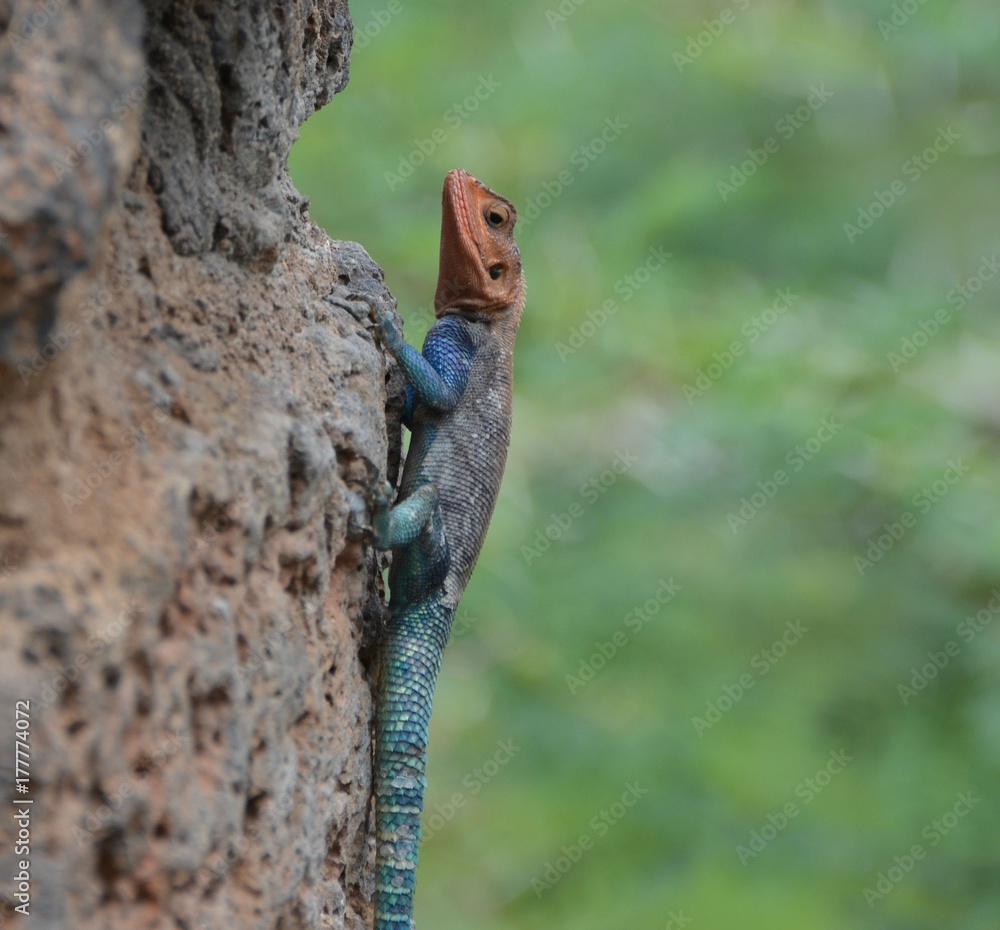 Agama mwanzae ou Agama lionotus, lézard à la tête rouge et au corps bleu marine, Kenya Agama mwanzae ou Agama lionotus, lézard à la tête rouge et au corps bleu marine, Kenya