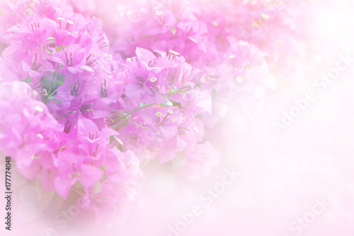 soft pink and purple Bougainvillea flower with filter soft background copy space 