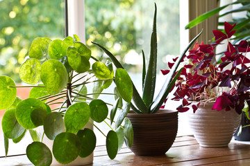 Various house plants on the window. House plant