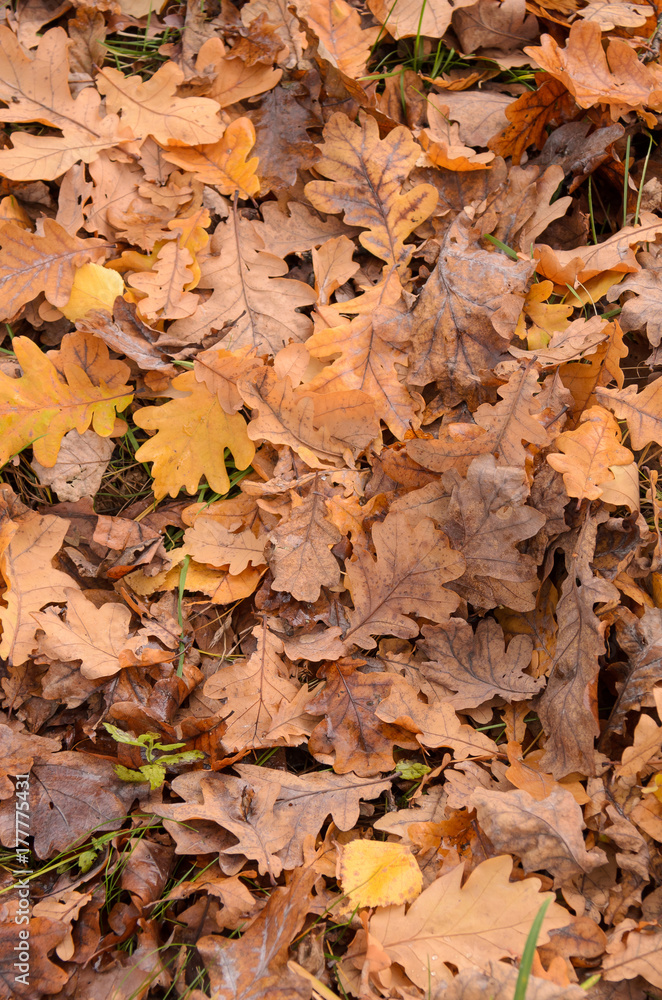 Oak leaves Oak leaves
