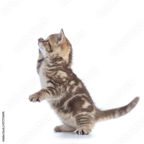 funny playful cat is standing