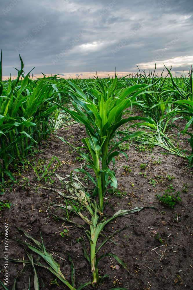 Field of young corn Field of young corn
