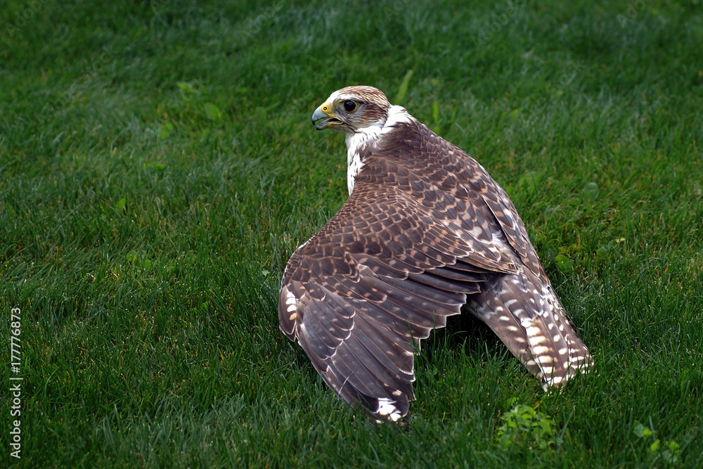 Hawk covers his prey Hawk covers his prey