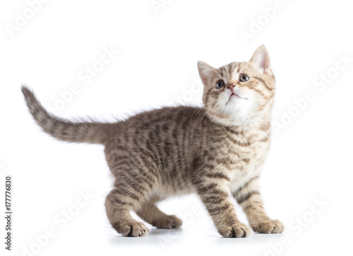 Cute cat kitten standing profile side view over white background cutout © Oksana Kuzmina