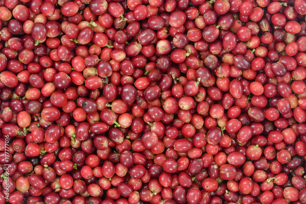 Red Coffee Beans Ripening in bamboo basket containing, picked red ripen arabica coffee berries cherries