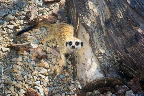 beautiful funny meerkat photo