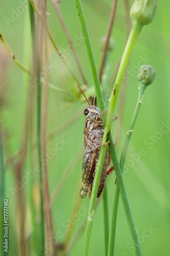Grass-hopper