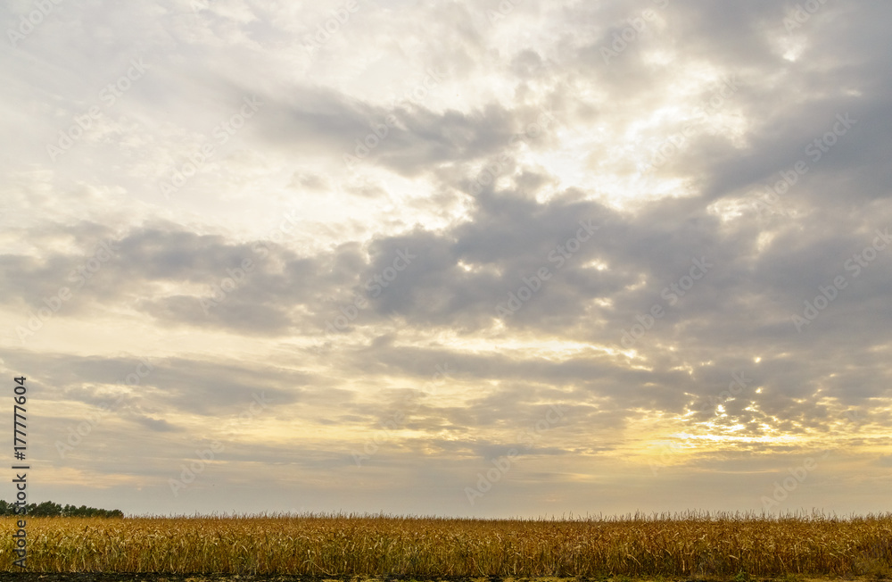 Fototapeta premium Sunset through the clouds over the field.