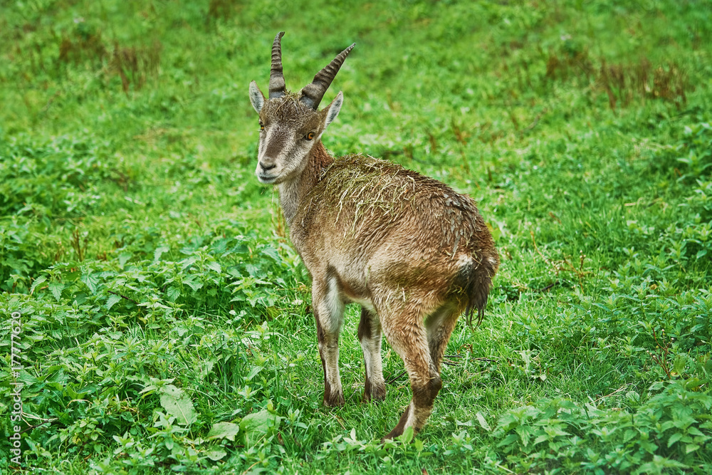 Goatling in the Grass Goatling in the Grass