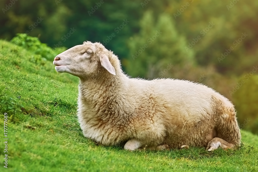 Fototapeta premium Sheep on the Grass