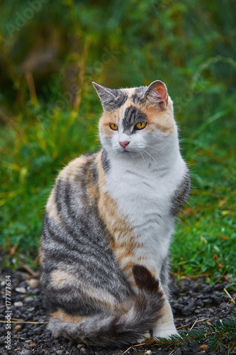 Wallpaper Mural Sitting Domestic Cat Torontodigital.ca
