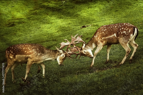 Closeup of Deer Fight © Sergej Razvodovskij