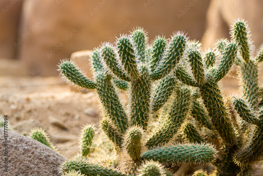Cactussen in North America desert Cactussen in North America desert