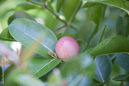 Karonda fruit and green leaf on the tree.Tropical Fruits from Thailand and Southeast Asia. It is local herbs.
