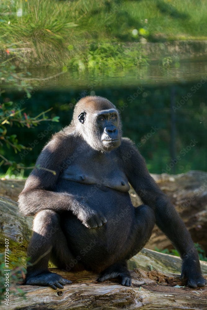 Big black gorilla sits on the grass