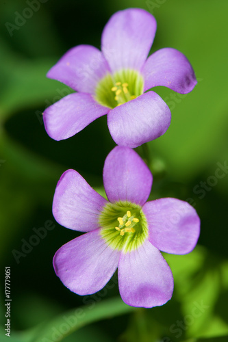Oxalis violacea