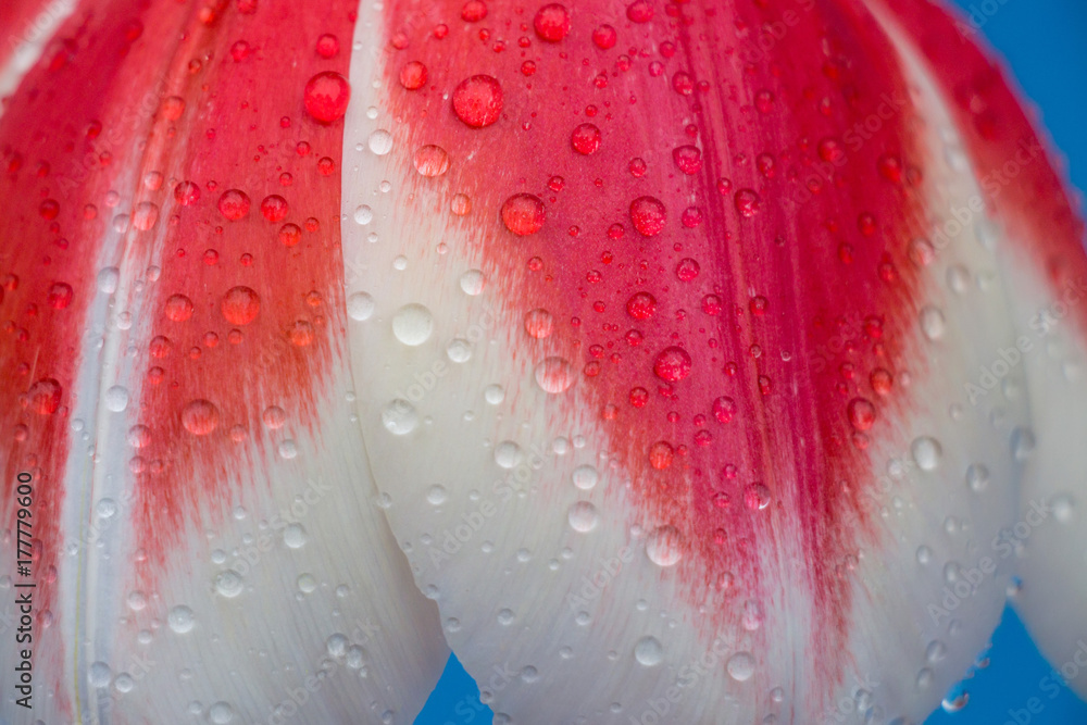 Fotografie Close up single tulip flower on a blue background