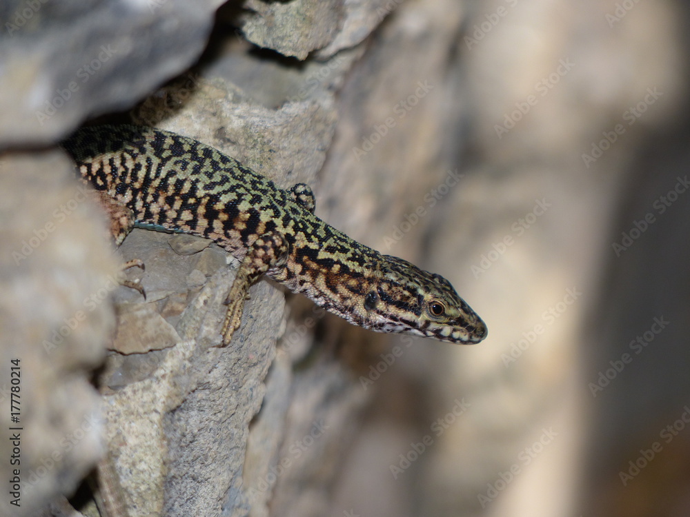 lezard des murailles lezard des murailles