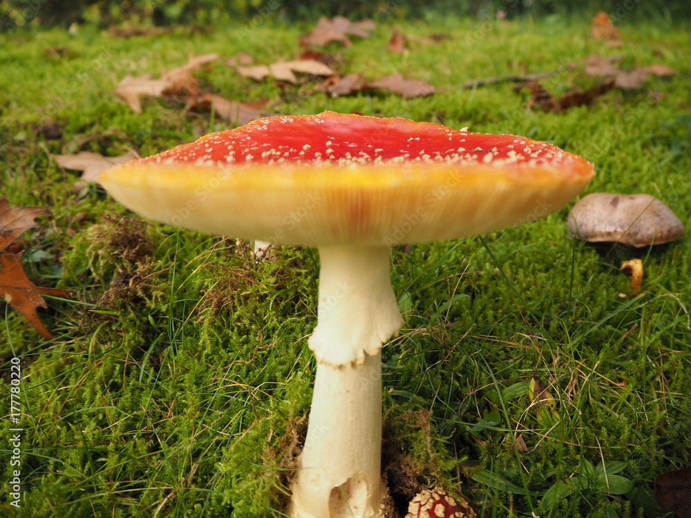 Großer roter saftiger Fliegenpilz Nahaufnahme Großer roter saftiger Fliegenpilz Nahaufnahme