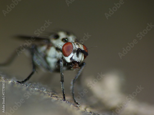 mouche macro photo