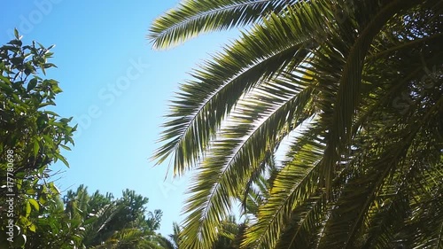 Wallpaper Mural A sunny day in the warm South. The sun's rays make their way through the leaves of the palm tree. Torontodigital.ca