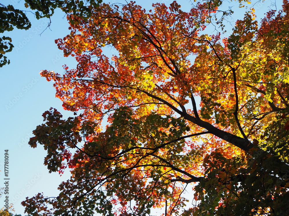 Fototapeta premium Herbstlicher Baumast mit bunten Blättern mit blauem Himmel im Hintergrund