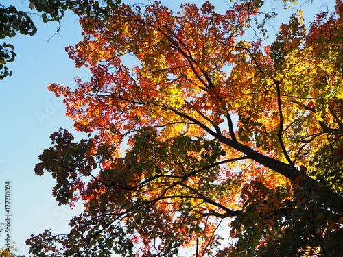 Herbstlicher Baumast mit bunten Blättern mit blauem Himmel im Hintergrund
