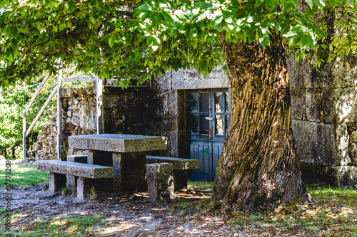 Table under a Chestnut tree photo