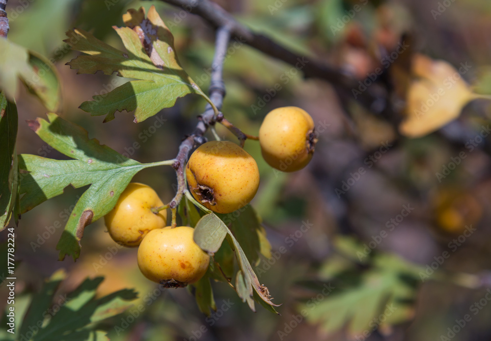 Ripe yellow boyar fruits hang on your aunt in the wild