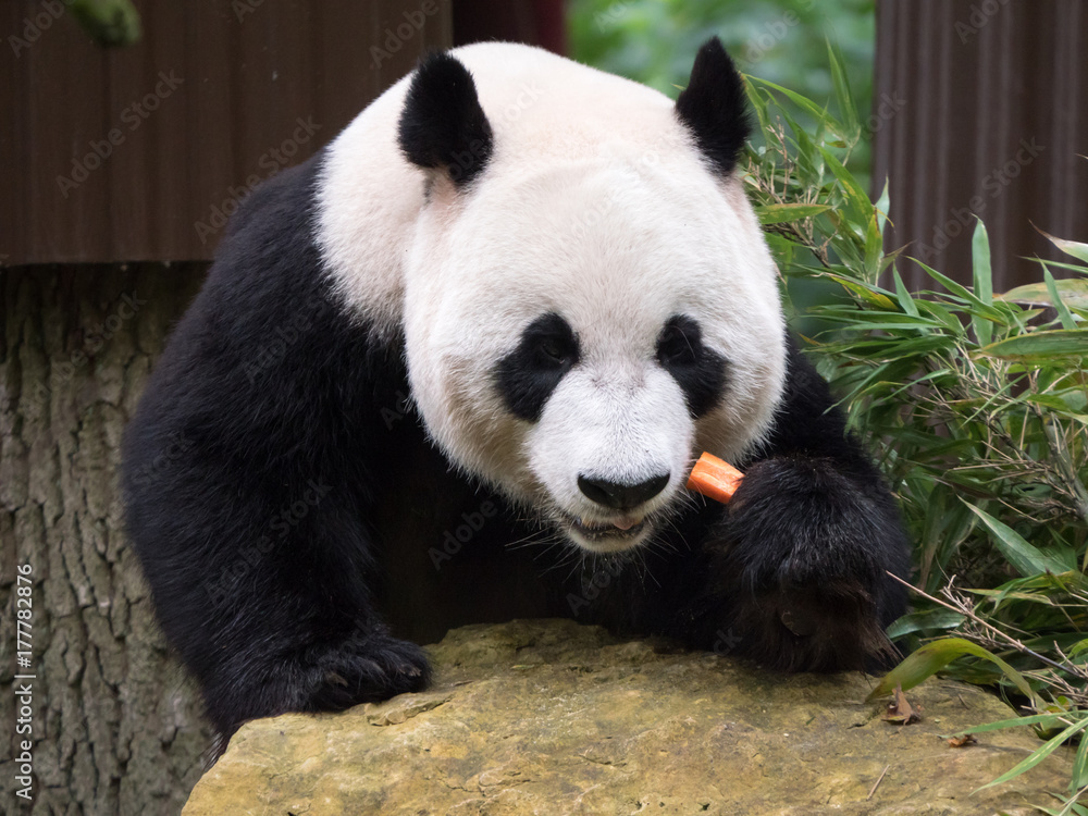 Giant panda bear eating