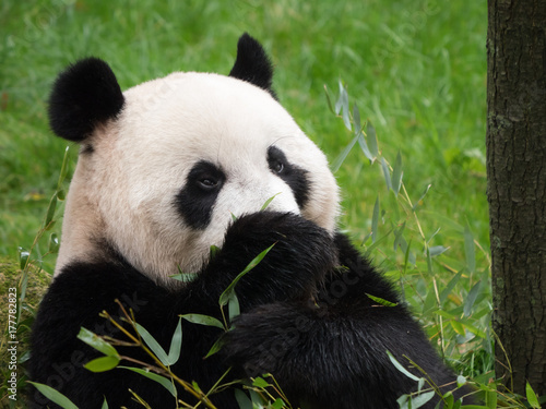 Giant panda bear eating