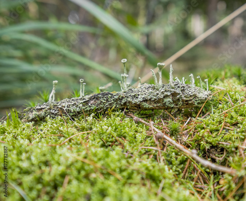 ground cover vegetation