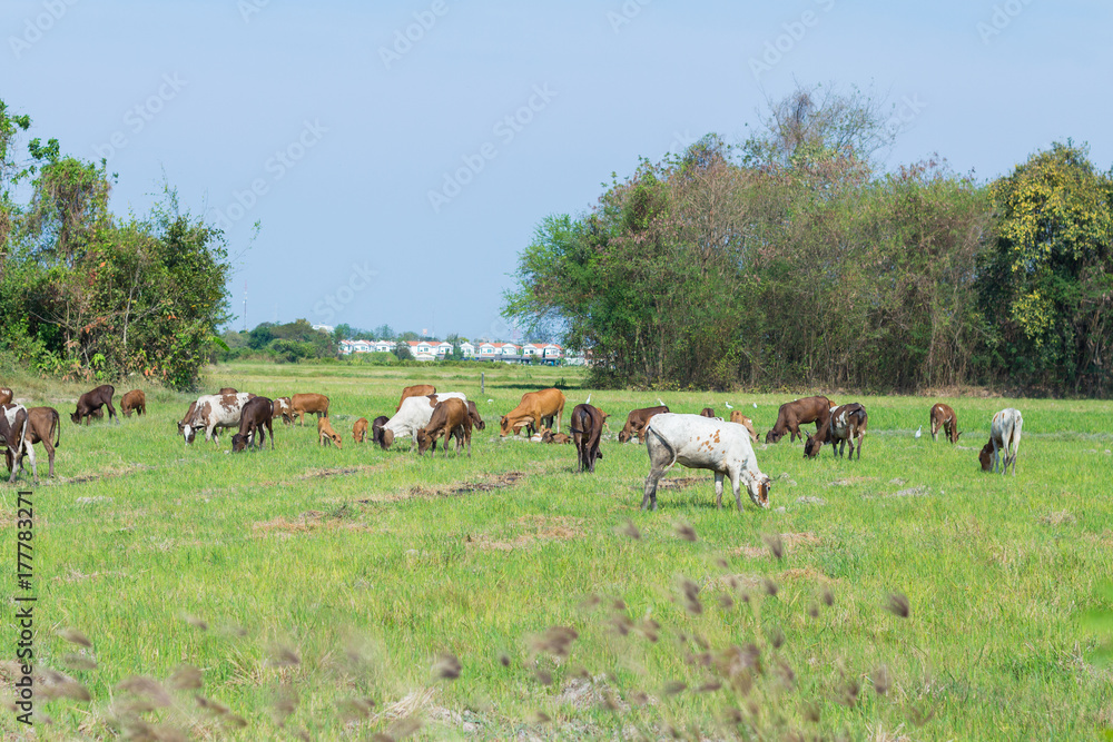 Cows grazing on farm with green field in good weather day Cows grazing on farm with green field in good weather day