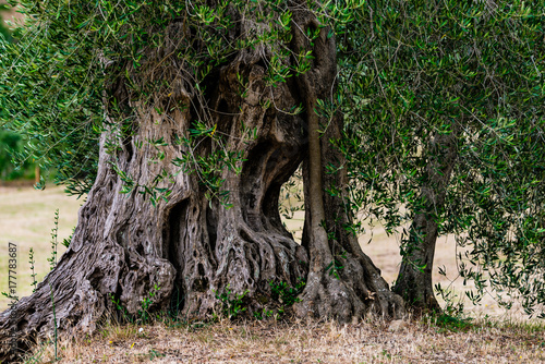 Very old olive tree trunk in Tuscany.